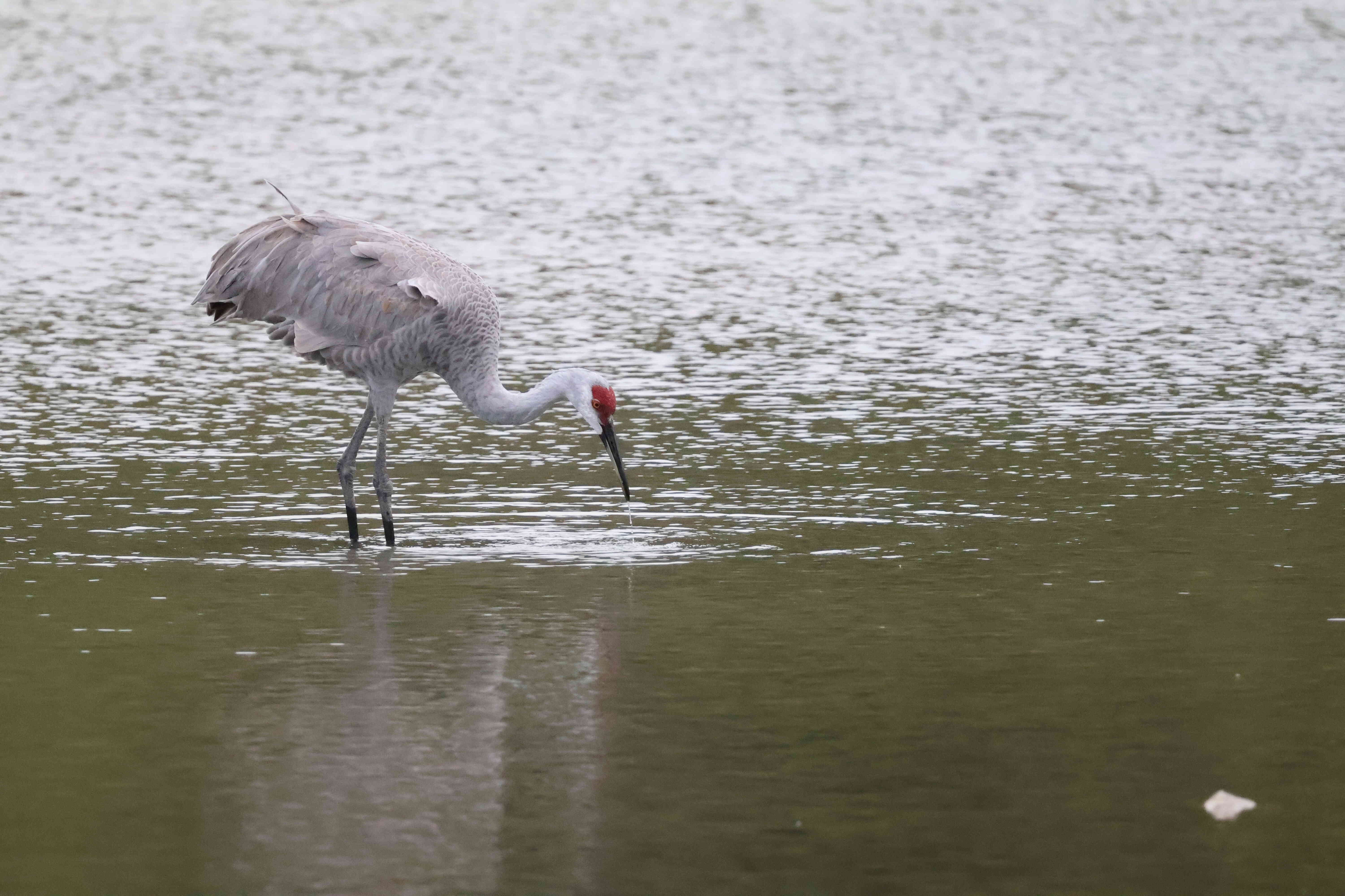Sandhill Crane