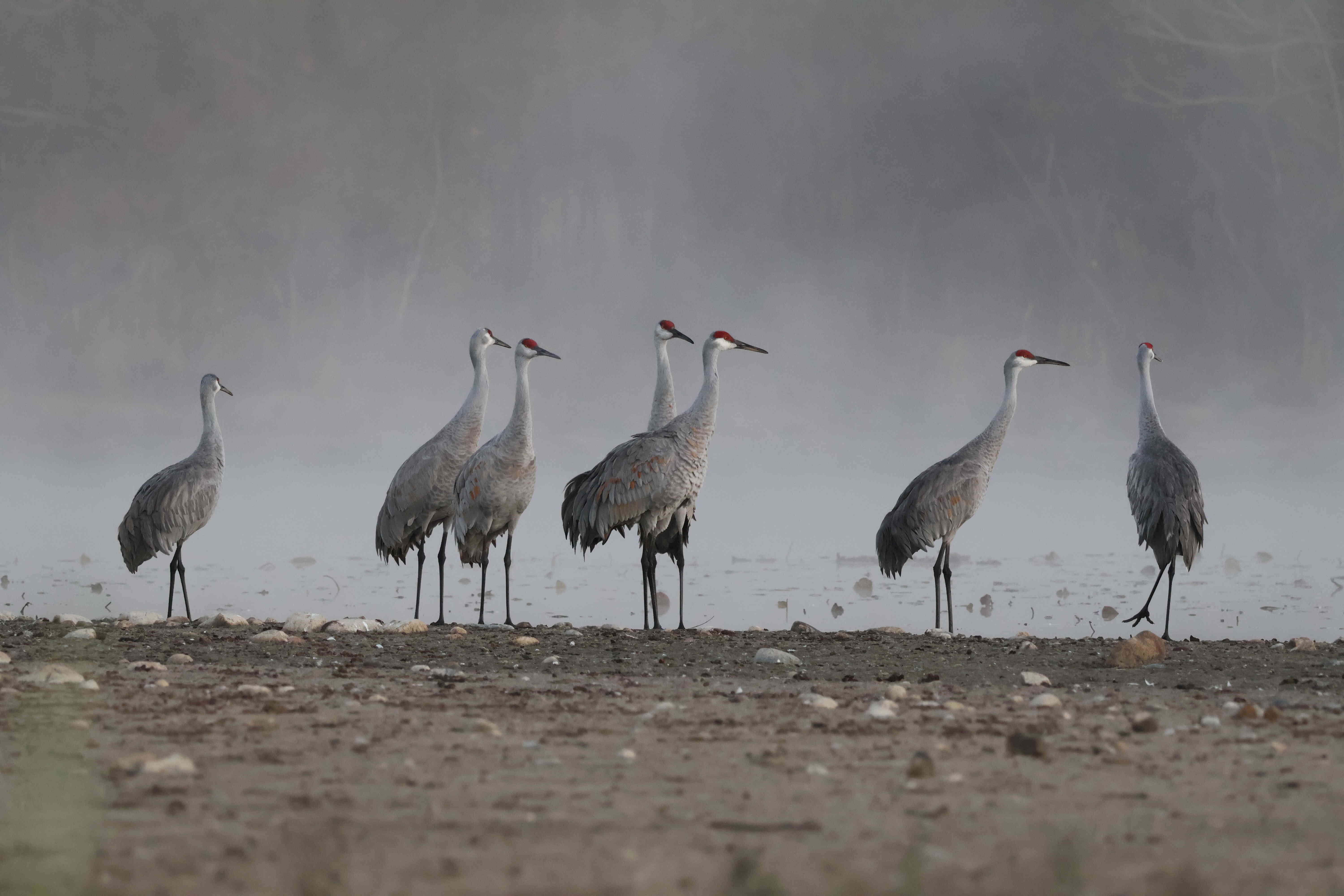 Sandhill Cranes