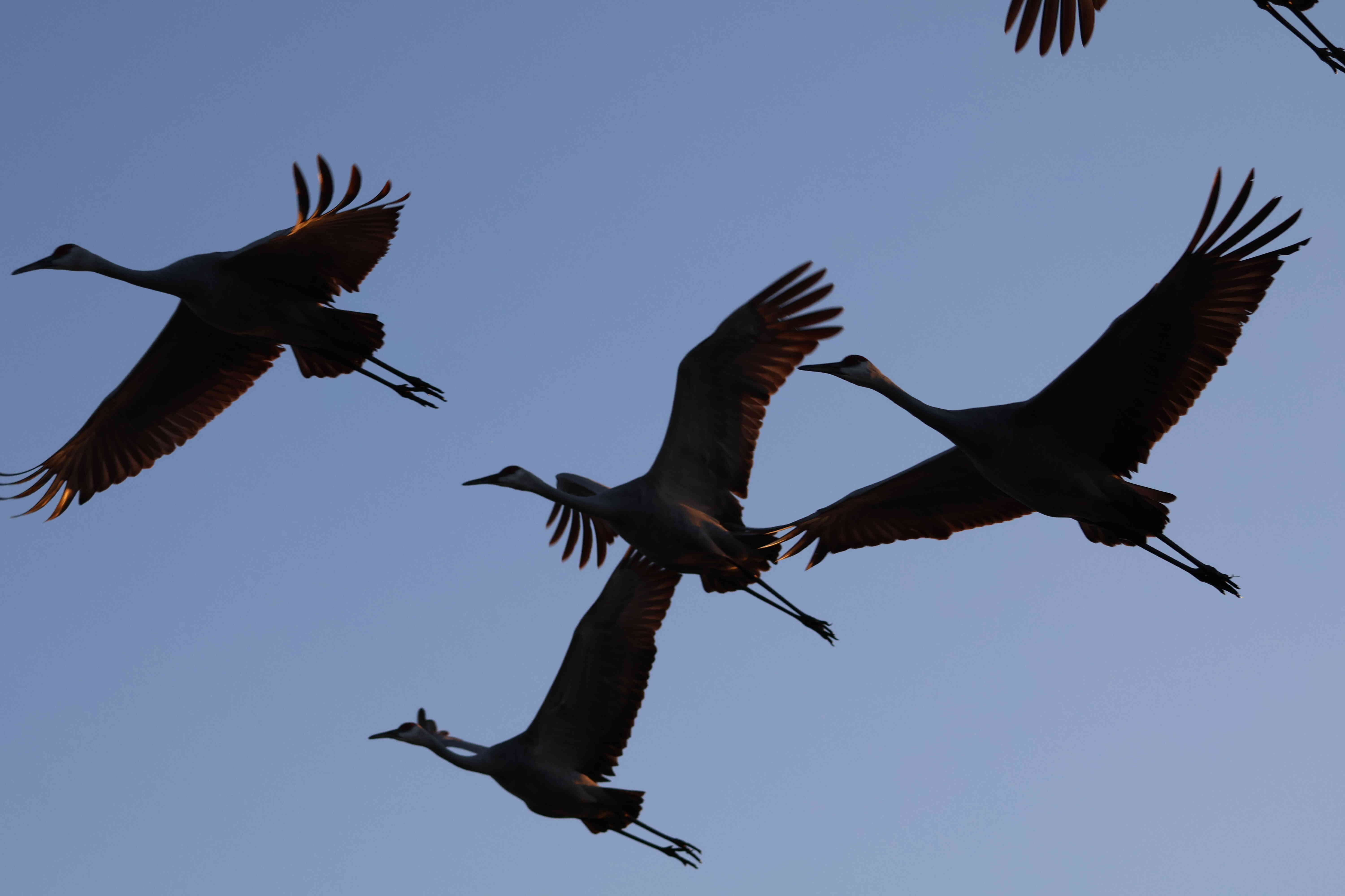 Sandhill Cranes
