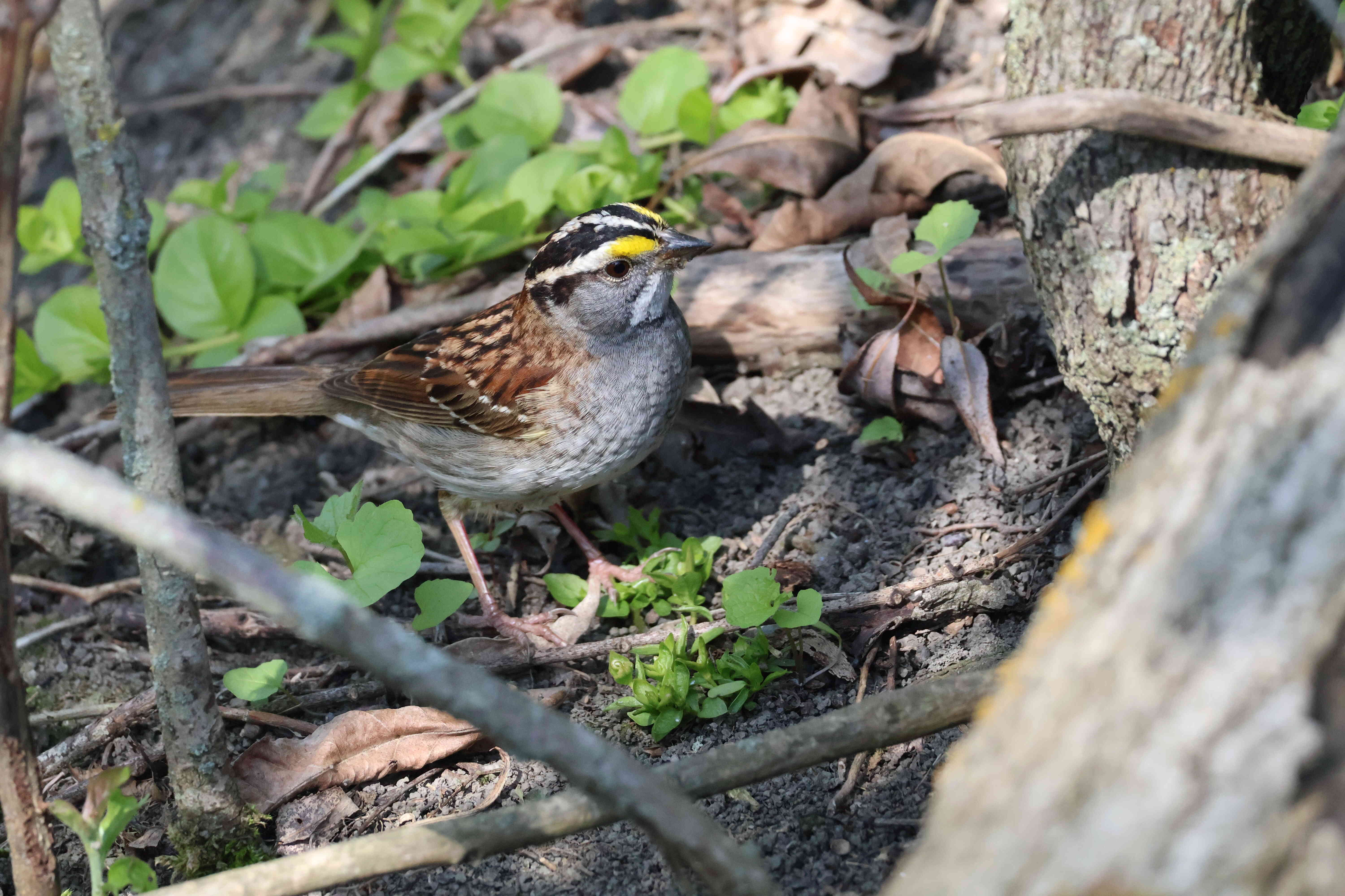 White Throated Sparrow